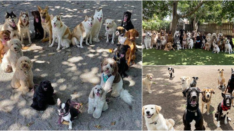 Shelter Dog’s Heartwarming Gesture Moves Millions with Gratitude