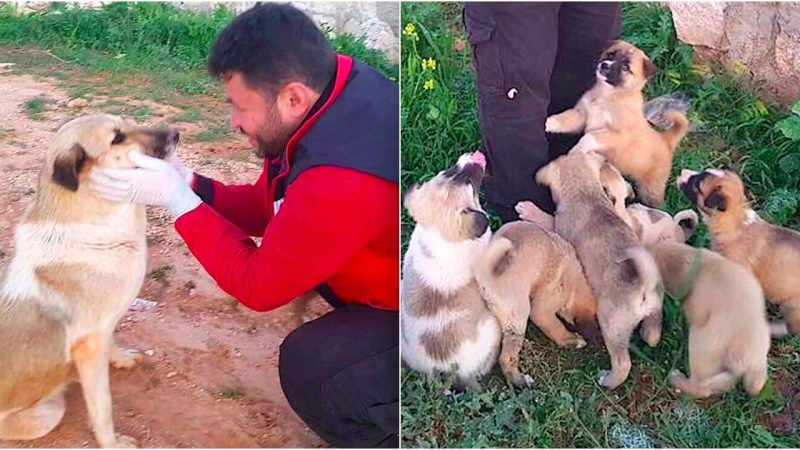 Lone Mother Dog and Her 15 Pups Find Their Perfect Rescuer in the Desert.