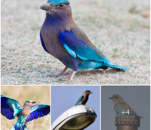 Indian Roller Bird: A Colorful Symbol of Beauty and Behavior