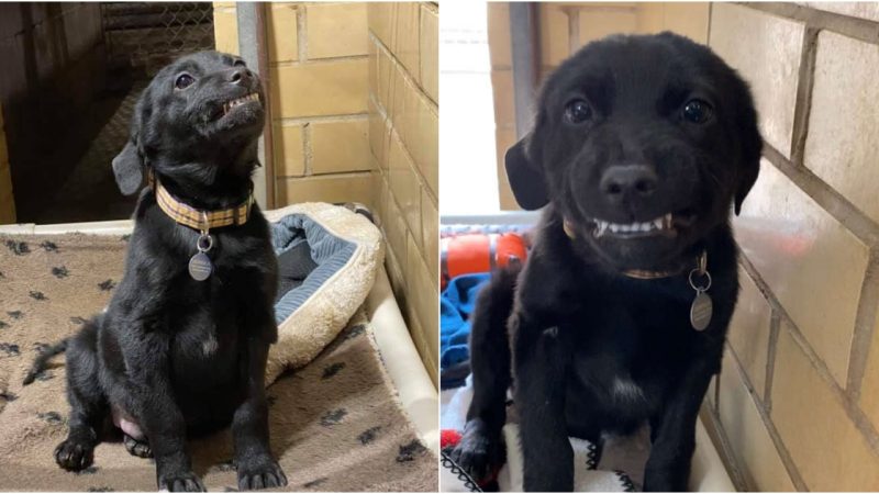 Adorable Shelter Resident: Smiling Puppy in Search of a Loving Home