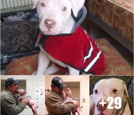 Reunited: Man Rescues and Adopts Dog, Bringing Joy to Both