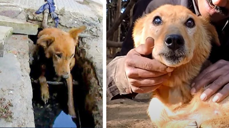 Turning Neglect into Transformation: The Incredible Journey of a Dog with a Fractured Jaw