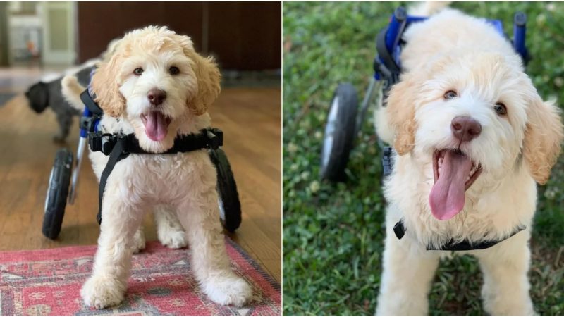 Resilient Canine Defies Paralysis Using Tailored Wheelchair to Achieve First Steps