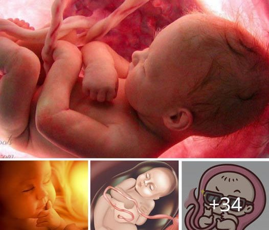 A Glimpse into a Baby’s Life Inside the Womb