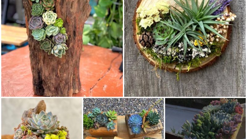 25 Creative Ways to Bring Nature Inside with Wooden Succulents