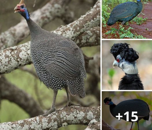 The Eastern Crested Guineafowl: Nature’s Artistry on Display