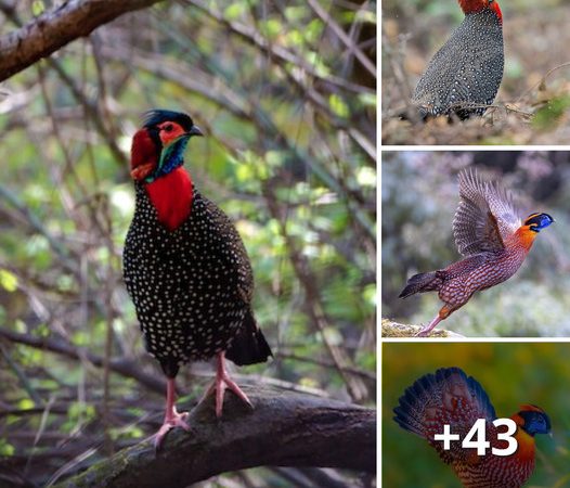 The Western Tragopan: A Living Canvas of Nature’s Artistry