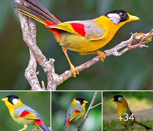 Mesmerized by the Enchanting Silver-Eared Mesia: A Jewel Among Birds