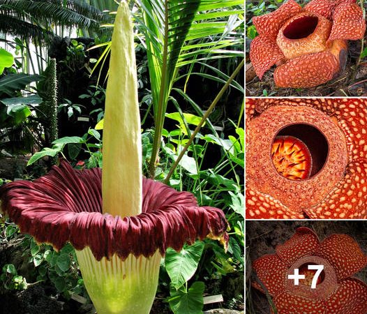 Unveiling the Wonders of Indonesia’s Enormous and Pungent Rafflesia Tuan-Mudae