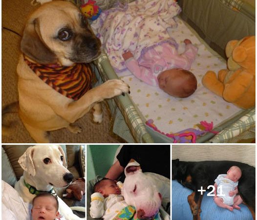 The Heartwarming Connection Between Babies and Their Four-Legged Friends