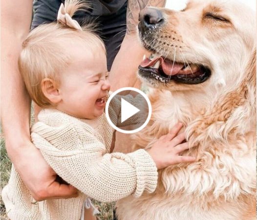 Heartwarming Friendship: A Toddler and Her Golden Retriever Capture Hearts on Instagram