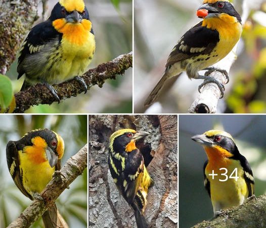 The Gilded Barbet: Nature’s Golden Masterpiece