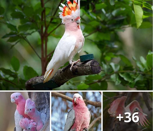 Captured by Pastel Charm: Meet the Enchanting Rosy-Faced Lovebirds 