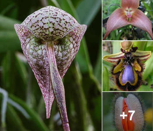 Celebrating the Eccentric Beauty of Nature’s Odd Blossoms: Unveiling the Unique Charms of Peculiar Flowers