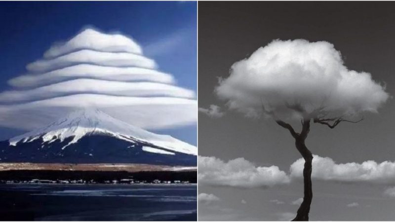 Shrouded in Cosmic Splendor: Revealing the Mystery of the Cloud Tree