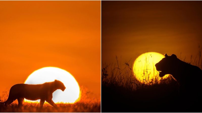 Serenading Twilight: Captivating Wildlife in the Tranquil Sunset