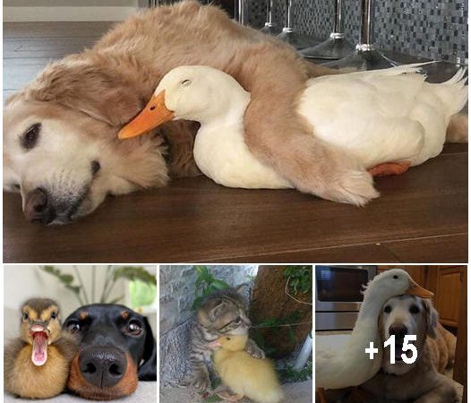 35 Heartwarming Duck Pics Guaranteed to Brighten Your Day