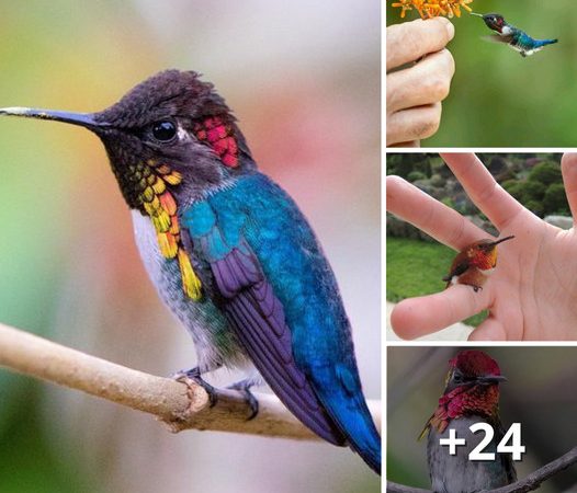 Exploring the Fascinating World of Bee Hummingbirds – Nature’s Tiny Wonders!