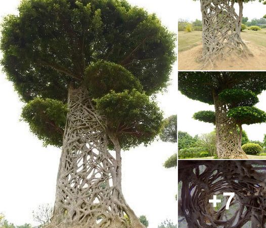 The Enigmatic “Spider’s Web Tree”: Nature’s Artistry in Nanning, Guangxi, China