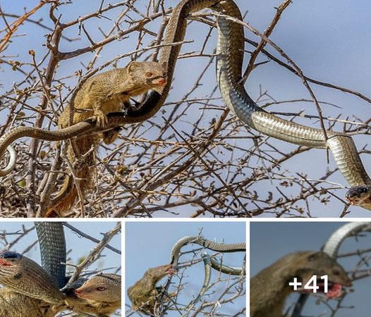 Surprising Demise of a Snake Found in a Tree Trough