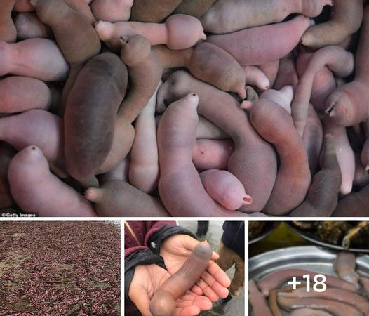 Extraordinary Event: Thousands of ‘Penis Fish’ Stranded on California Coastline