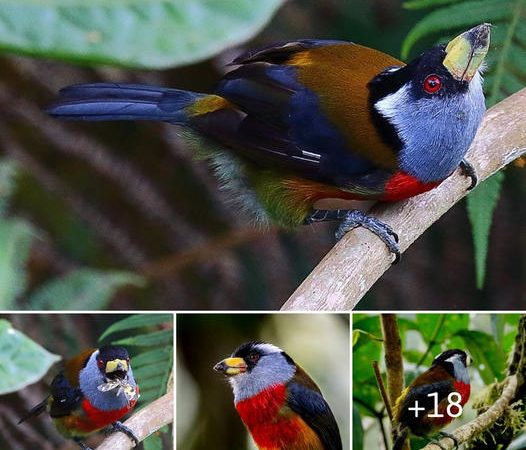 Exploring the Mesmerizing Plumage of the Toucan Barbet: A Living Rainbow in the Cloud Forests