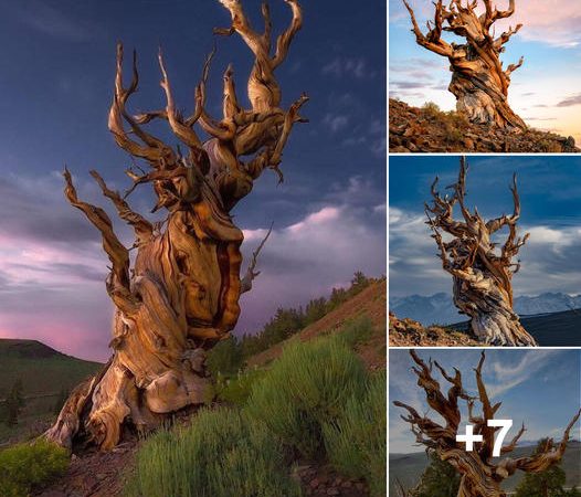 Living Legend: Discover the 5,484-Year-Old ‘Great-Grandfather’ Tree – Earth’s Oldest Living Being!