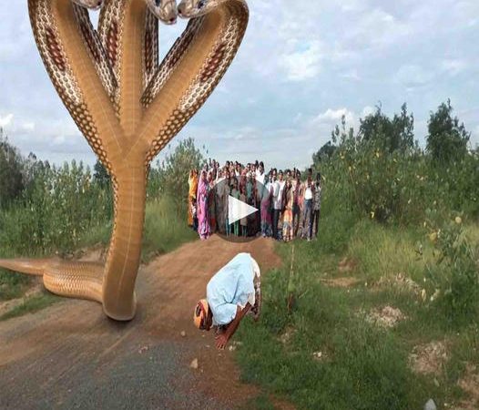 Defying Fear: The Astonishing Bravery of Indian Men Facing a Three-Headed Snake