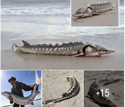 Unearthed: Bizarre 3ft Long Sea ‘Dinosaur’ with Hard-Plate Armor Washes Up on Beach