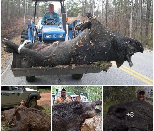 Huge 500-Pound Feral Hog Captured in the Wilderness