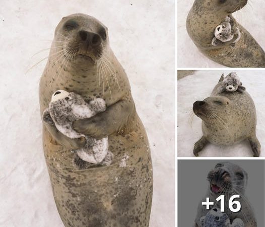 The Adorable Seal Cherishing Its Mini-Me Toy Gifted by a Devoted Owner