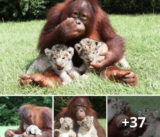 Indonesian Indigenous Orangutan Adopts Two Black-and-White Lion Cubs with Spots, Becoming a Loving Father