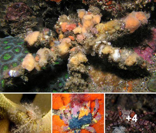 Masterful Camouflage: How Decorator Crabs Craft Fashion for Survival