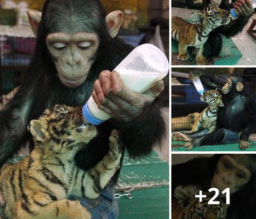 Chimpanzee Displays Remarkable Motherly Instinct by Feeding Milk to Tiger Cub at Bangkok Zoo