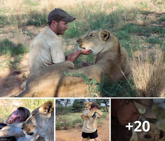 Heartwarming Exchange of Love and Gratitude Between a Lion and the Man Who Rescued It