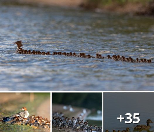 The Miracle of Motherly Love: Supermom Duck Sighted on Minnesota Lake with 56 Ducklings in Tow!