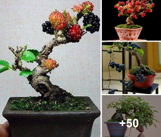 Bonsai: The Timeless Elegance of Miniature Tranquil Trees