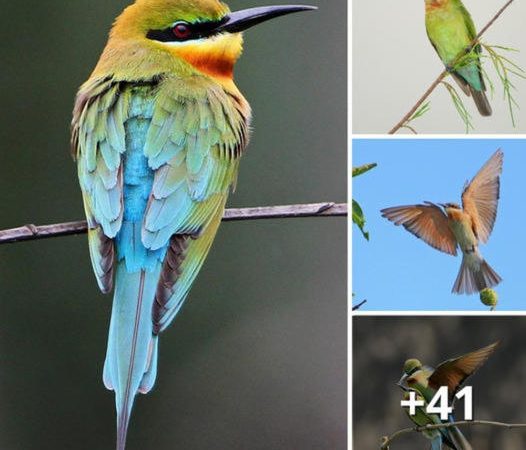 Discovering the Fascinating Blue-Tailed Bee-Eater: A Marvel of the Avian World