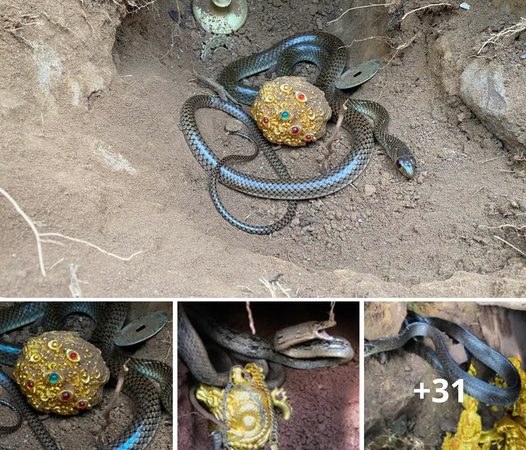 A Remarkable Discovery: A Treasure Guarded by a Venomous Snake