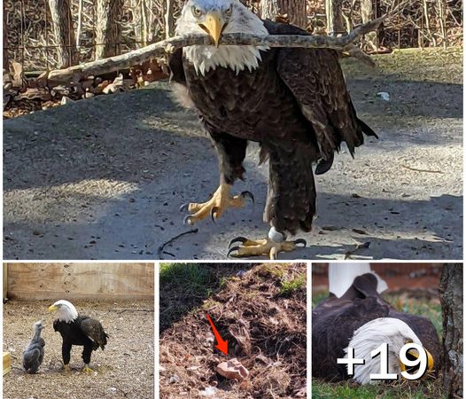 Heartwarming Tale of Murphy the Bald Eagle: From ‘Rock Dad’ to Foster Father