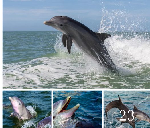 Spectacular Dolphin Display Thrills Tybee Island Beachgoers