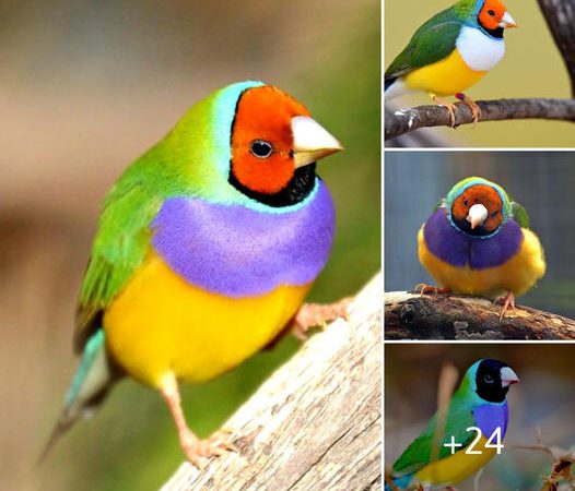 Exploring the Enchanting World of the Rainbow Finch: Nature’s Living Masterpiece