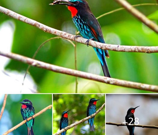 Exploring the Elegance of the Black Bee-eater: A Sub-Saharan Marvel