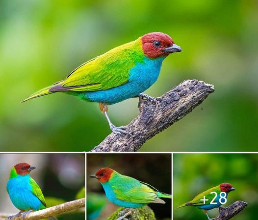 Revealing the Magnificent Bay-Headed Tanager: A Symphony of Colors and Enchanting Habits