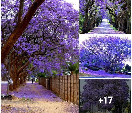 Jacaranda Flowers: Painting the World in Shades of Purple