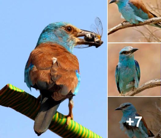 Elegance in Azure: Discover the European Roller, a Spectacular Bird Cloaked in Sapphire Plumage!