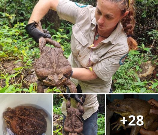 Toadzilla: Unearthing an Enormous Australian Amphibian Marvel