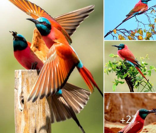 African Splendor: The Enchanting Northern Carmine Bee-eater