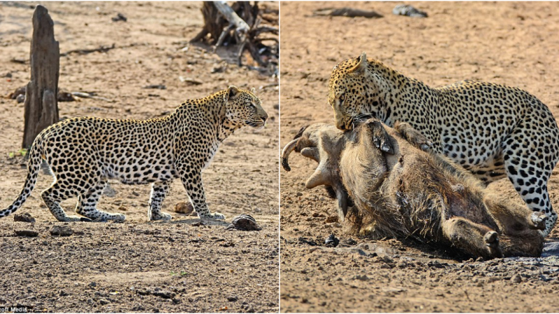 Nature’s Drama Unfolds: The Stealthy Encounter Between Leopard and Warthog in South Africa