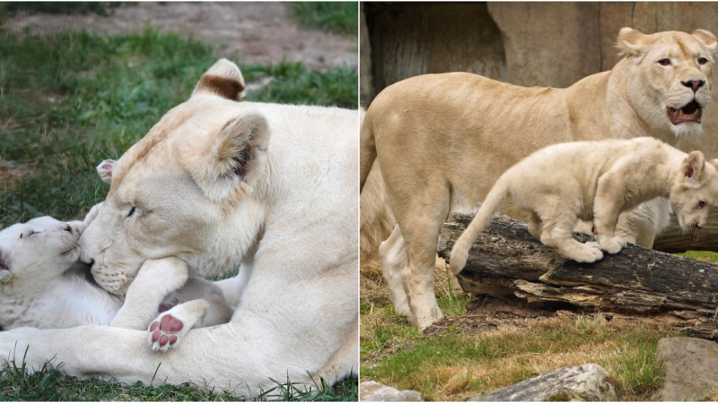 Miracle at the Zoo: Four Rare White Lion Cubs Born After Unique Cheetah Interaction